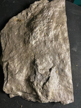 ** Impressive Raised Fossil Grallator Dinosaur Footprints