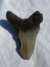 Approximately 4.1” Fossil Megalodon Tooth for Sale