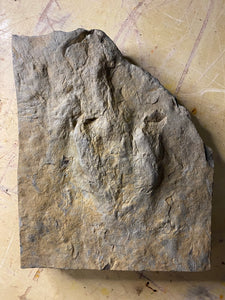 Impressive Displayable Raised Fossil Grallator Dinosaur Footprint