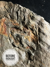 Single Fossil Dinosaur Footprint 2