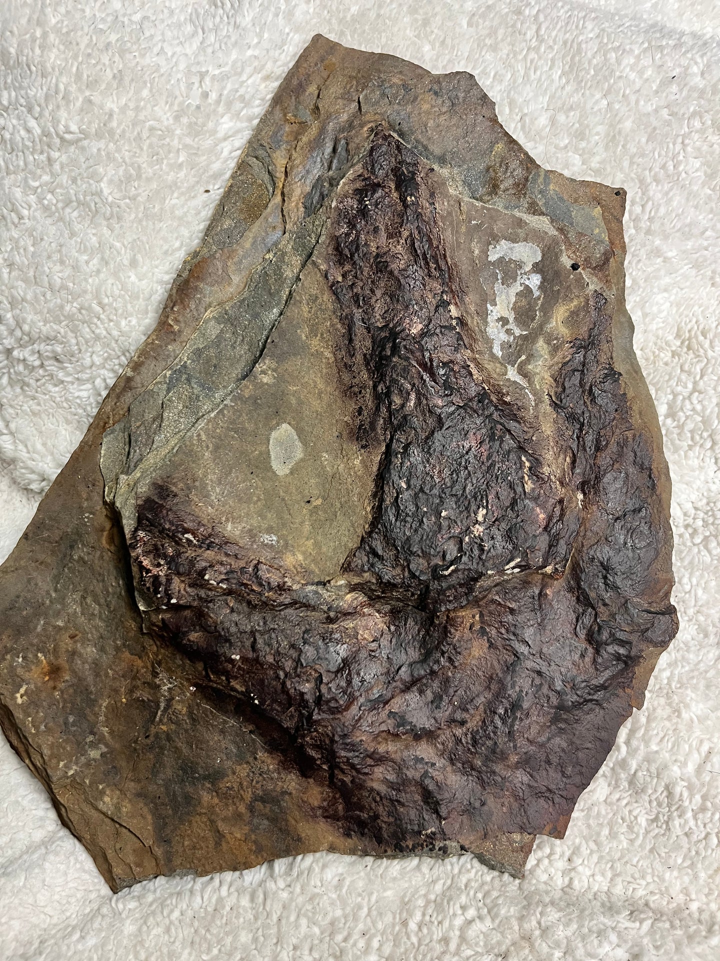Massive Raised Single Fossil Dinosaur Footprint, Eubrontes