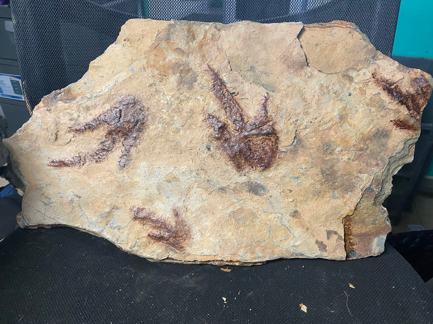 Awesome Raised Fossil Dinosaur Trackway for Sale - Fossil Daddy
