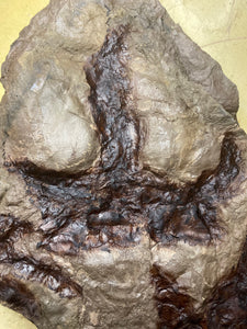 Fossil Dinosaur Footprint for Sale, Juvenile Eubrontes & Grallator - Fossil Daddy