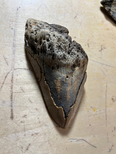 Approximately 4.5” Fossil Megalodon Tooth for Sale