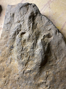 Impressive Displayable Raised Fossil Grallator Dinosaur Footprint