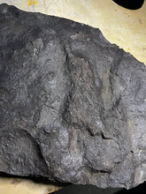 * Awesome Raised Fossil Grallator Track with rare claw mark!