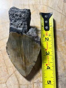 Approximately 4.5” Fossil Megalodon Tooth for Sale