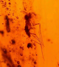 Fossil Mycetophilid Flies in Burmese Amber for Sale - Fossil Daddy