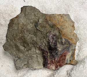 Raised Single Fossil Dinosaur Footprint 2