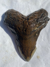Approximately 5.1” Fossil Megalodon Tooth for Sale