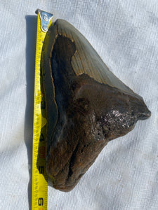 Approximately 5.4” Fossil Megalodon Tooth with Serrations for Sale