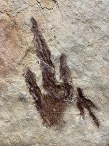 Fossil Dinosaur Trackway for Sale - Fossil Daddy