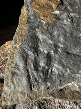 ** Museum Quality Double-Sided Fossil Dinosaur Trackway with Positive slabs!