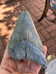Approximately 4.4” Fossil Megalodon Tooth for Sale