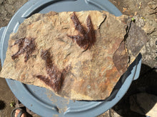 Raised Fossil Dinosaur Trackway for Sale - Fossil Daddy