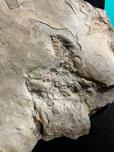 Fossil Dinosaur Footprints without Highlights