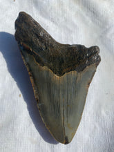 Approximately 5.4” Fossil Megalodon Tooth with Serrations for Sale