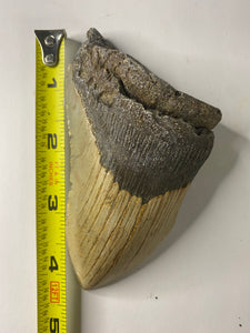 Well Preserved 4.4” Fossil Megalodon Tooth for Sale