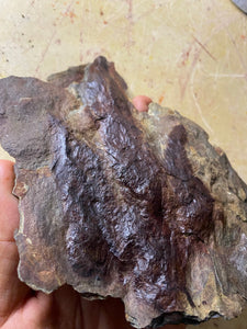 Raised Fossil Grallator Dinosaur Footprint for Sale - Fossil Daddy