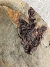 Single Fossil Dinosaur Footprint 2