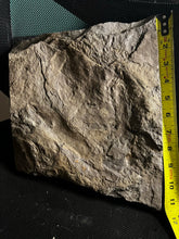 ** Museum Quality Fossil Eubrontes Dinosaur Footprint
