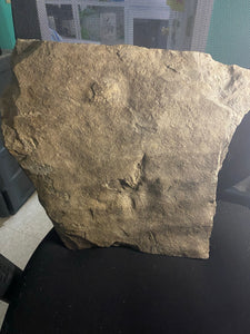 Natural Fossil Dinosaur Footprint & Fossil Lake Shore Ripple Marks for Sale - Fossil Daddy
