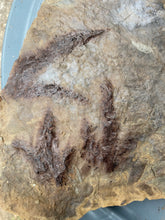 Raised Fossil Dinosaur Trackway - Fossil Daddy