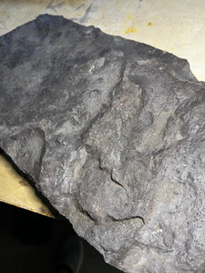 * Awesome Raised Fossil Grallator Track with rare claw mark!