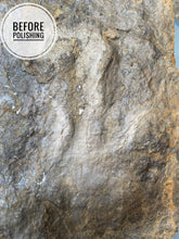 Raised Fossil Dinosaur Trackway - Fossil Daddy