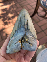 Approximately 4.4” Fossil Megalodon Tooth for Sale