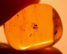 Rare Fossil Spider in Burmese Amber for Sale - Fossil Daddy