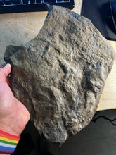 Copy of * Raised Fossil Grallator Track