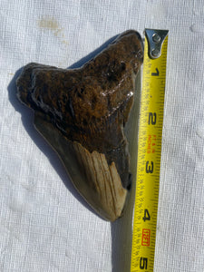 Approximately 4.1” Fossil Megalodon Tooth for Sale