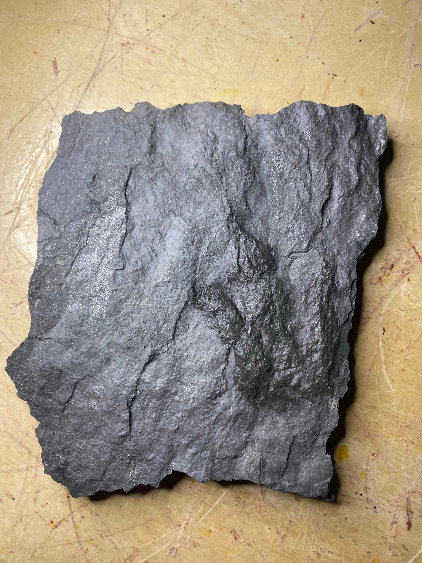 Nice Raised Fossil Grallator Dinosaur Footprint for Sale - Fossil Daddy