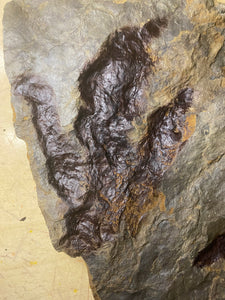 Awesome Fossil Dinosaur Footprints for Sale - Fossil Daddy