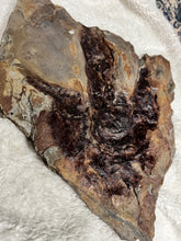 Massive Single Fossil Dinosaur Footprint, Eubrontes