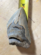 Approximately 3.6” Fossil Megalodon Tooth for Sale