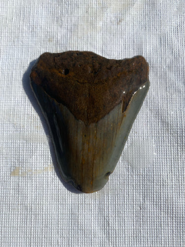 Approximately 2.6” Fossil Megalodon Tooth for Sale
