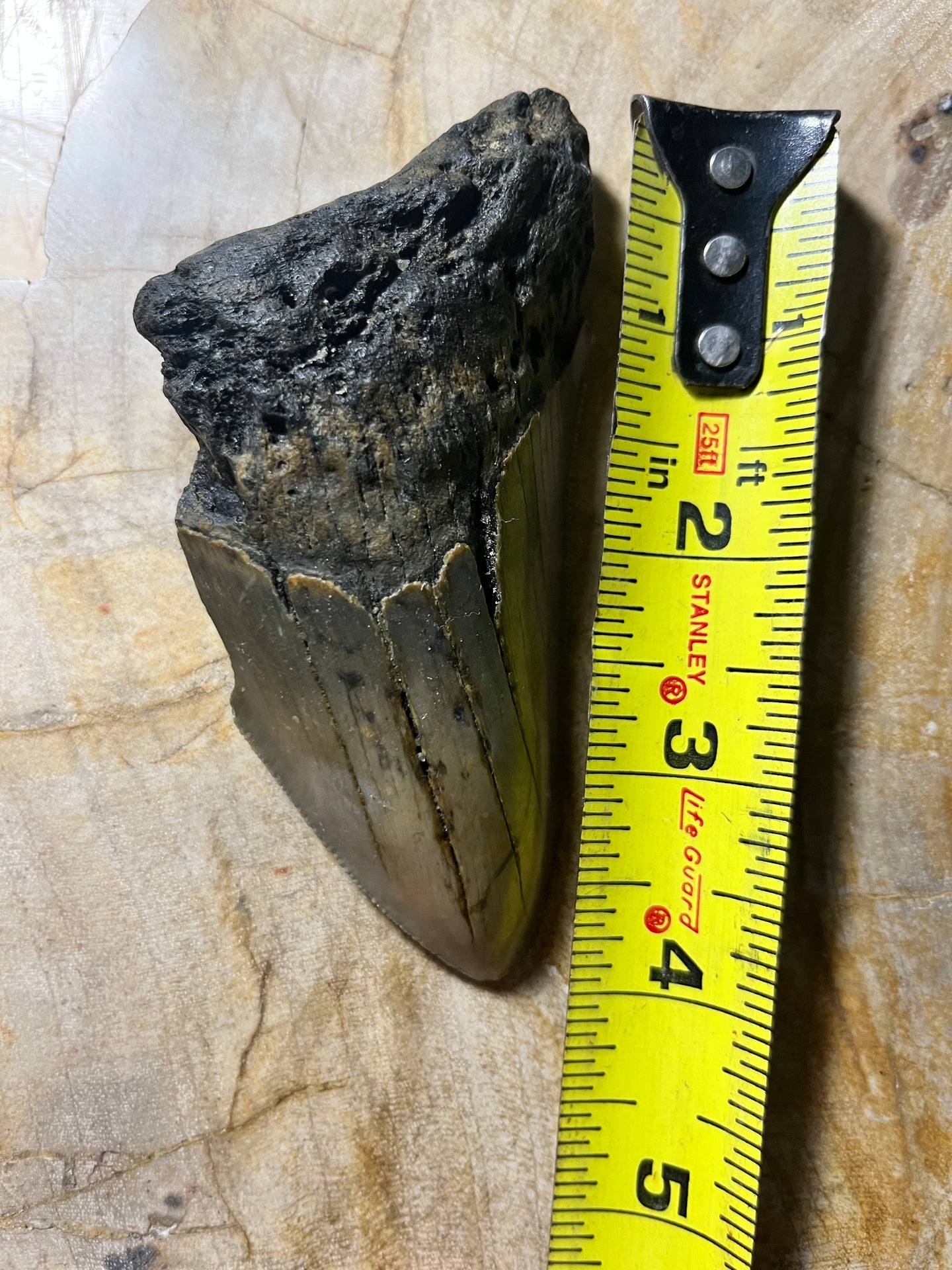 Nice 4.10” Fossil Megalodon Tooth for Sale