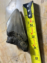 Nice 4.10” Fossil Megalodon Tooth for Sale