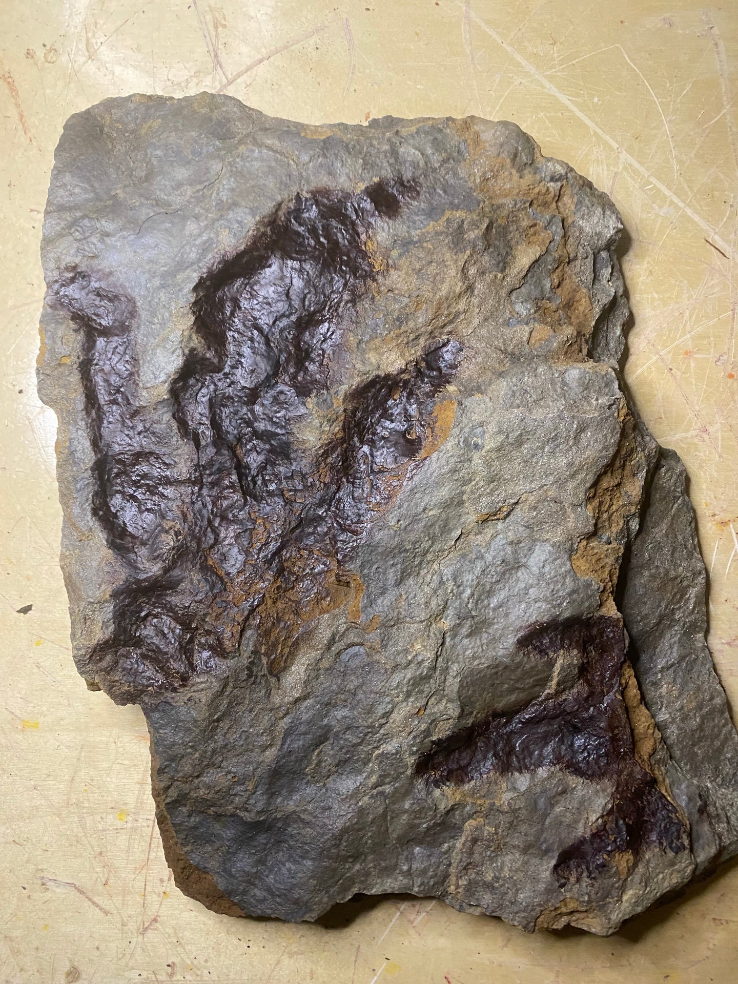 Awesome Fossil Dinosaur Footprints for Sale - Fossil Daddy