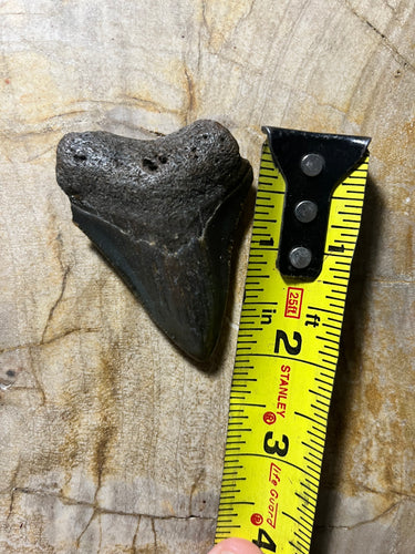 Approximately 2” Fossil Megalodon Tooth for Sale