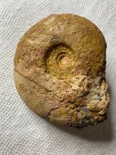 Fossil Ammonite from the South of France - Fossil Daddy