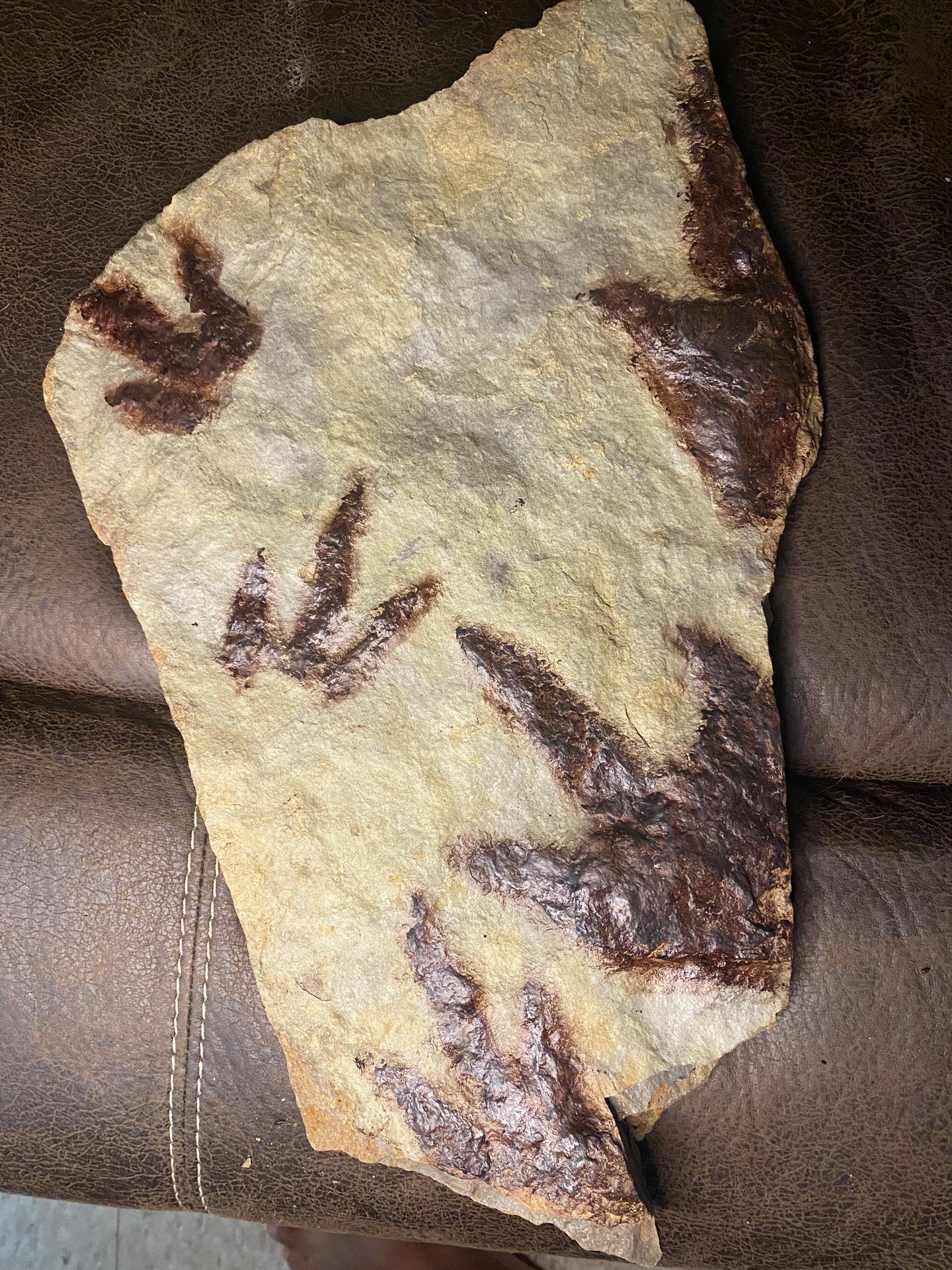 Double-Sided Fossil Dinosaur Trackway for Sale - Fossil Daddy