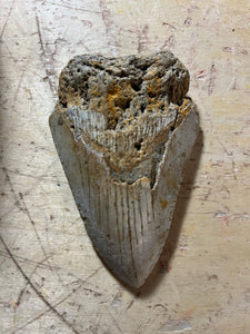 Approximately 3.6” Fossil Megalodon Tooth for Sale