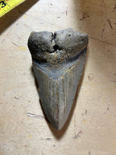 Approximately 3.3” Fossil Megalodon Tooth for Sale