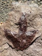Two Slabs, Positive & Negative Fossil Dinosaur Tracks for Sale