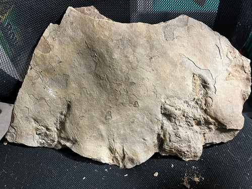 Fossil Dinosaur Footprints without Highlights