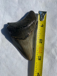 Approximately 3” Fossil Megalodon Tooth with Serrations for Sale