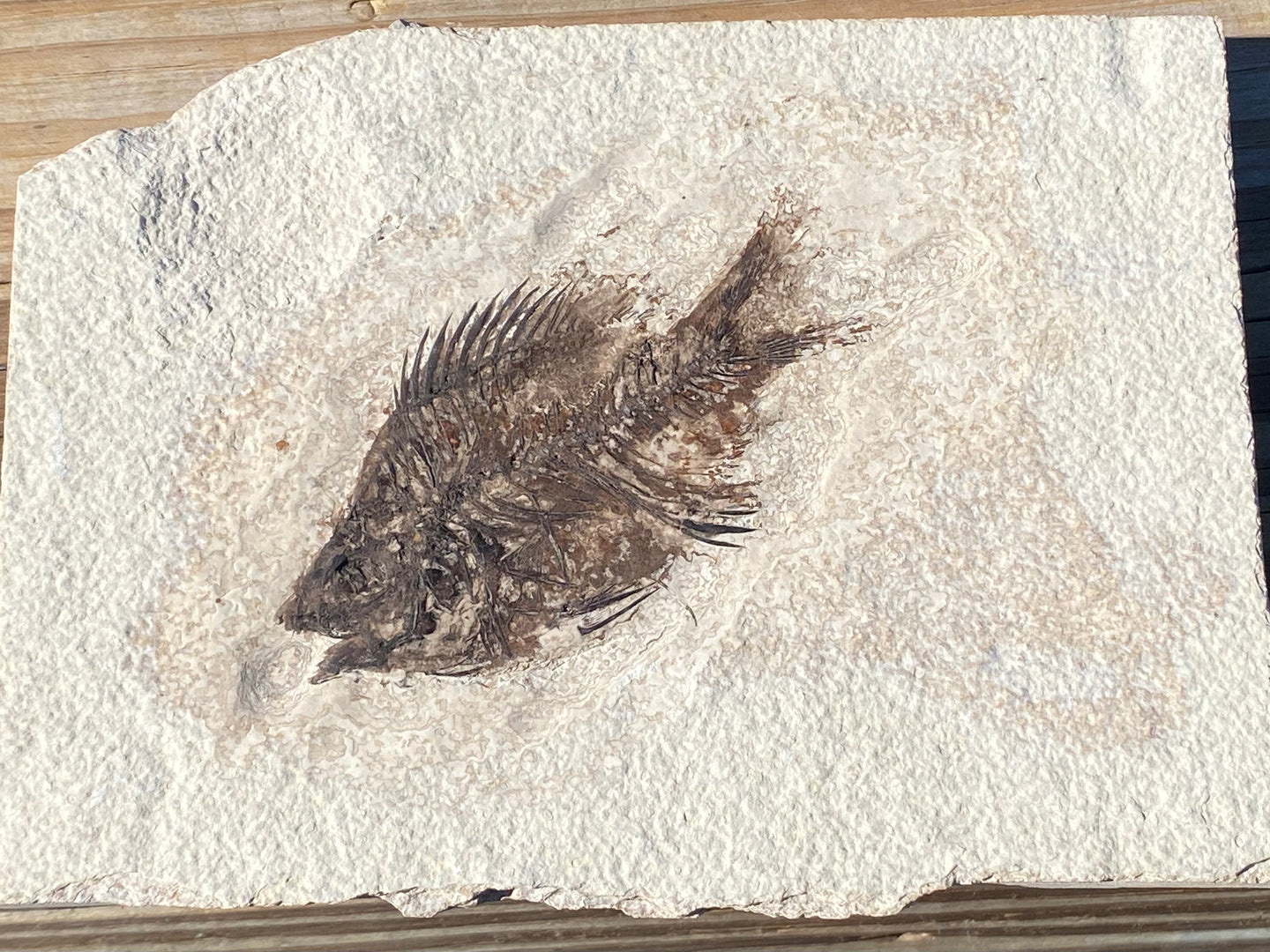 Fossil Fish for sale (Cockerellites) - Wyoming - Fossil Daddy